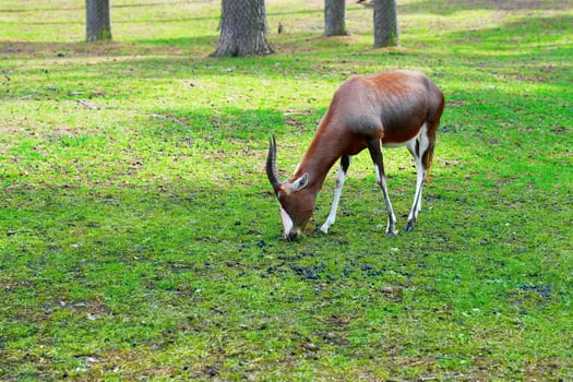 This is a high-quality image of a beautiful antelope with striking horns, showcasing its elegant presence against a vibrant green lawn, ideal for wildlife and nature projects. photo