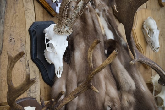 Rustic arrangement showcasing animal furs, skulls, and antlers mounted on a wooden background photo