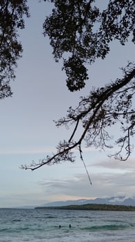tree branches and calm sea view photo