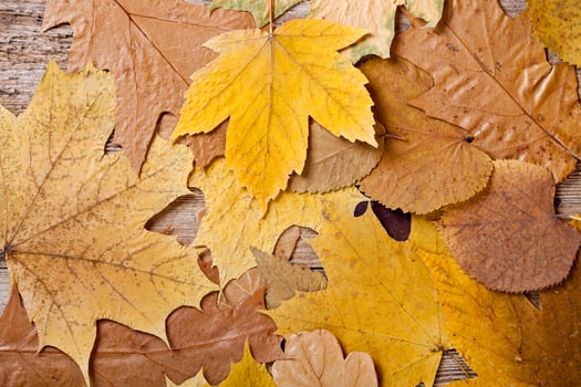 autumn leaves close up photo