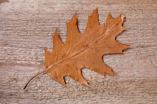 yellow oak leaf photo