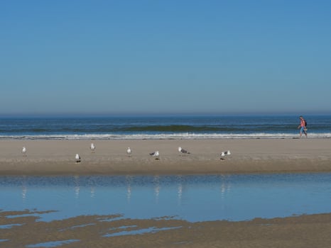 A person walking on the beach with birds photo