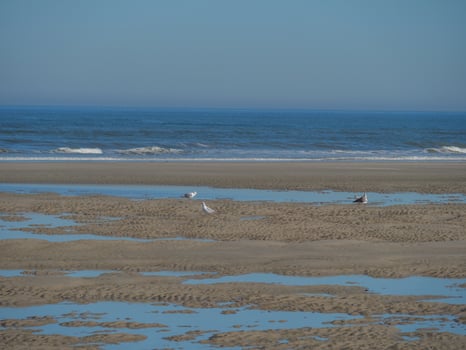 A couple of birds on a beach photo
