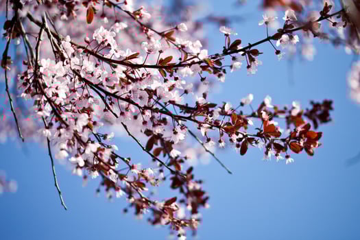 spring cherry blossoms photo