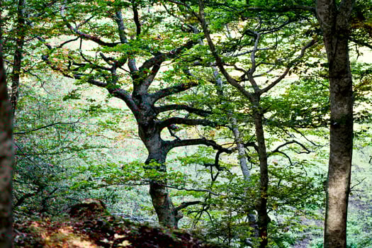 Italian autumn forest photo