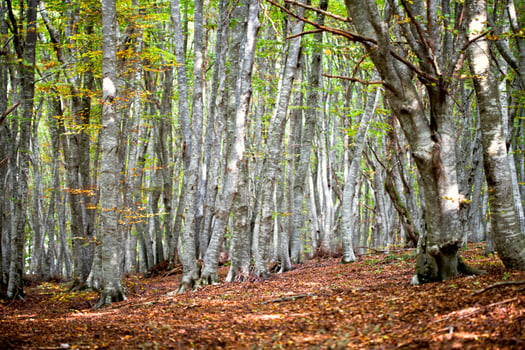 Autumn forest. Italian landscape. photo