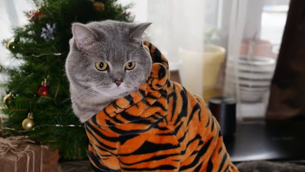 A cat wearing a tiger costume in front of a christmas tree photo