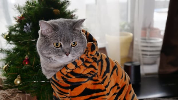 A cat wearing a tiger costume in front of a christmas tree photo