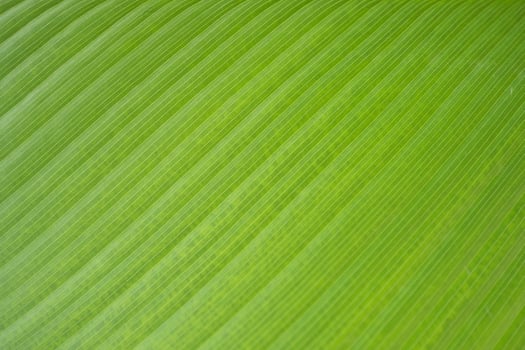 Closeup lines of green Calathea leaf photo