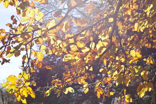 Yellow beautiful golden leaves in fall with sunlight. photo