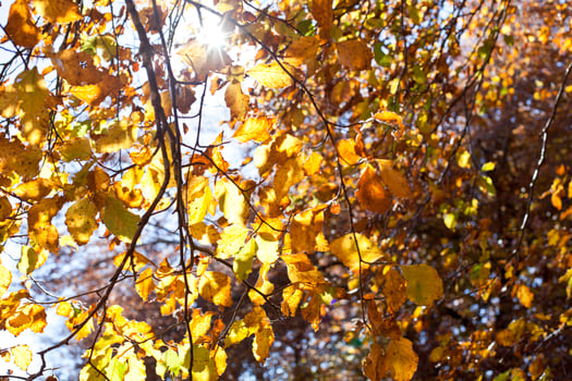 Yellow beautiful golden leaves in fall with sunlight. photo