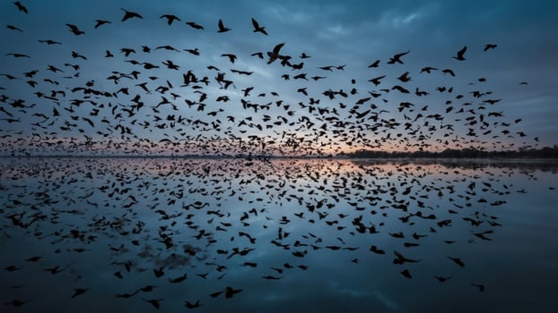 A flock of birds flying over a calm lake at dusk, reflecting the sky's colors. photo