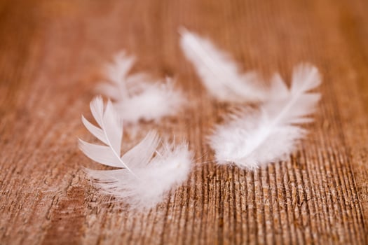 white downy feathers photo
