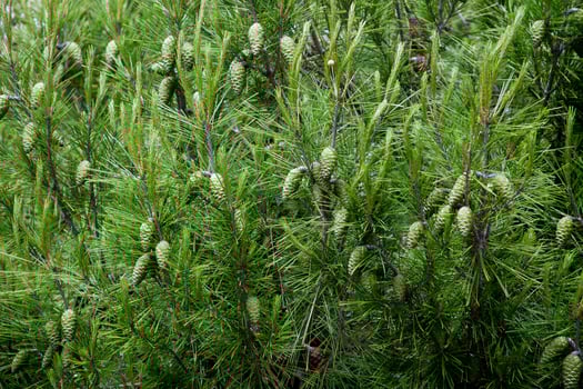 pine cones and branches photo