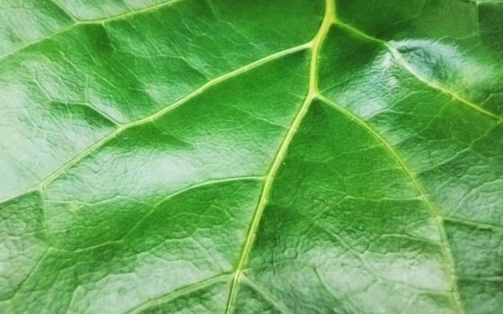 Macro photo of a leaf