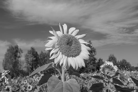 Black and white photograph of sunflower in field photo