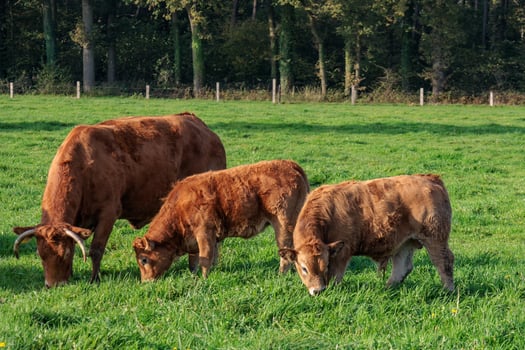 A herd of cows grazing in a field in weseke photo