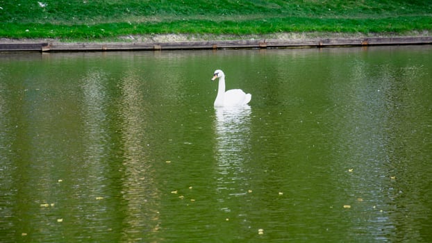 A white swan swimming in a lake photo