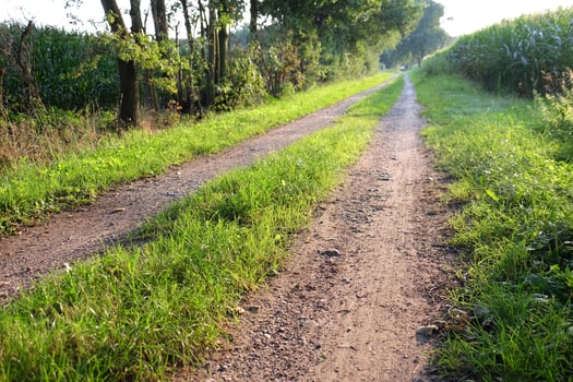 A dirt road in the middle of a field i nwestphalia photo