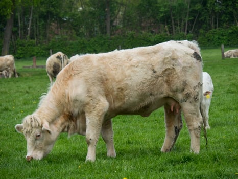 A white cow grazing in a field photo