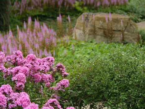A garden with pink flowers and a rock photo