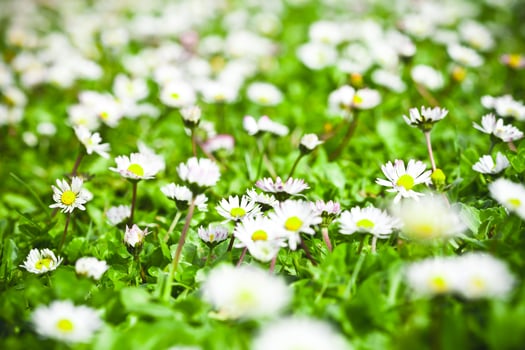 chamomile flowers field photo