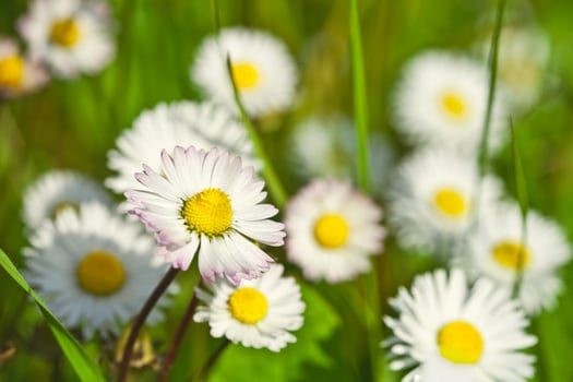 chamomile flowers field photo