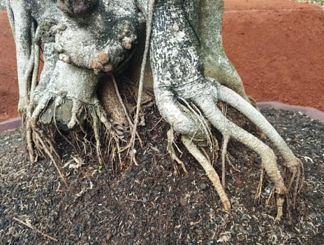 roots of tree photo