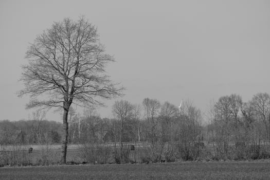 A black and white photo of a tree in the middle of a field