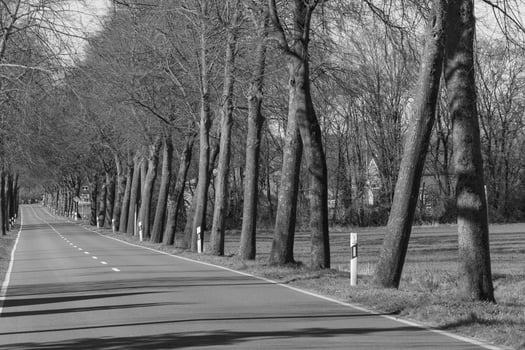 A black and white photo of a road lined with trees