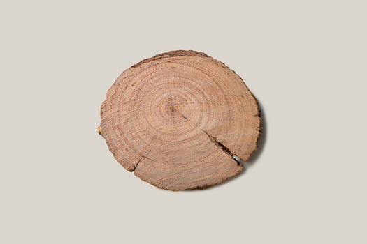 Neutral brown background made of hardwood from the forest. Textured surface with rings and cracks. photo