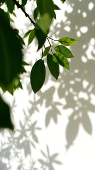 green branch casting shadows on a white surface photo