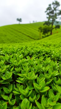 close- lush green plant foliage photo