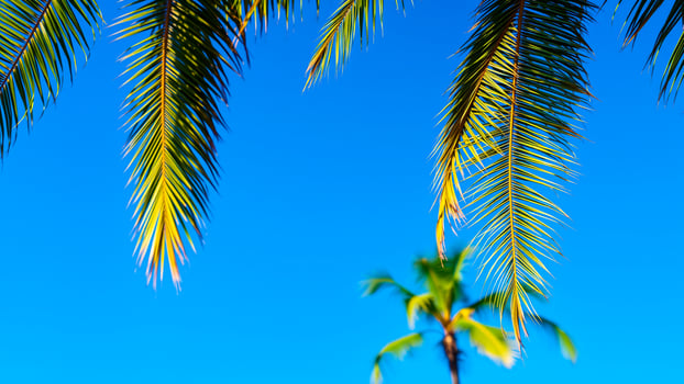 two palm tree branches against a blue sky photo