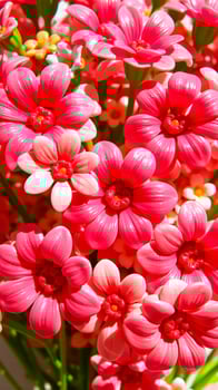 cluster delicate pink flowers photo