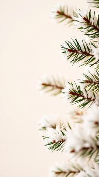 close- a snowy evergreen branch photo