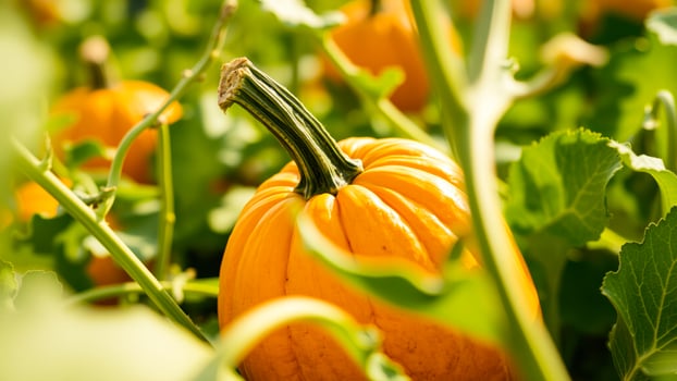 ripe pumpkin nestled amongst green leaves photo