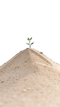 tiny green plant emerging from a mound sand photo