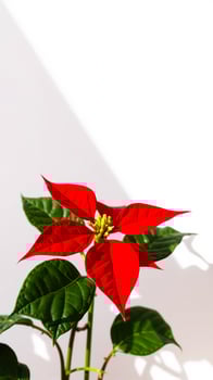 single red poinsettia flower photo