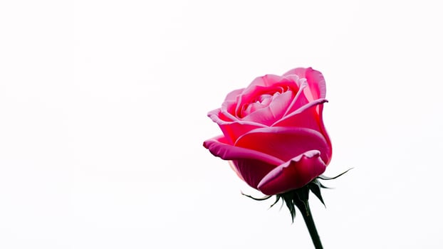 single pink rose against a white background photo