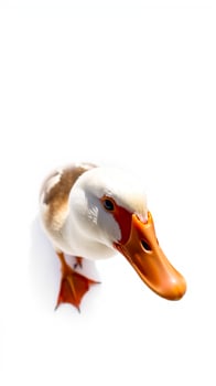 white duck looking photo