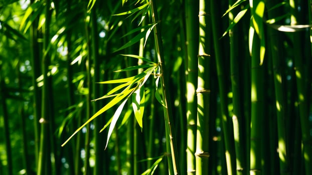 sunlight illuminates vibrant green bamboo photo