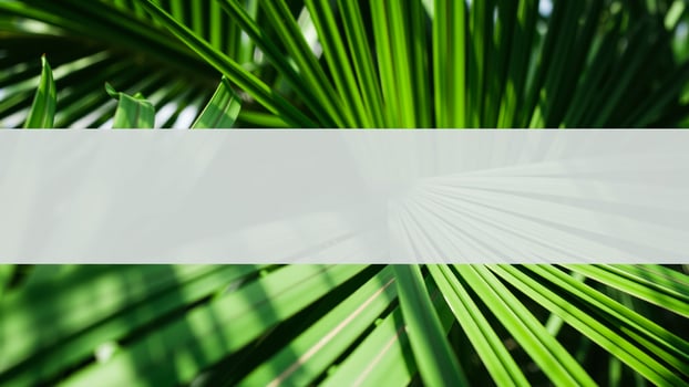 radial arrangement vibrant green leaves photo