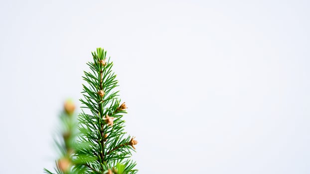 single coniferous branch with brown buds photo