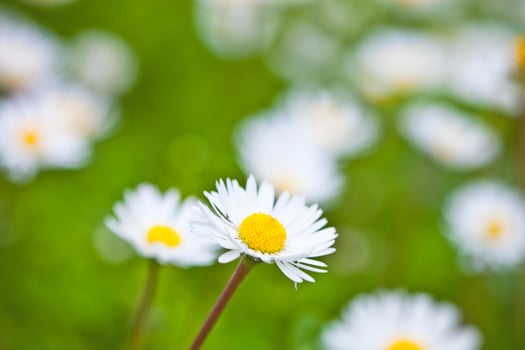 Chamomile flowers field background. photo