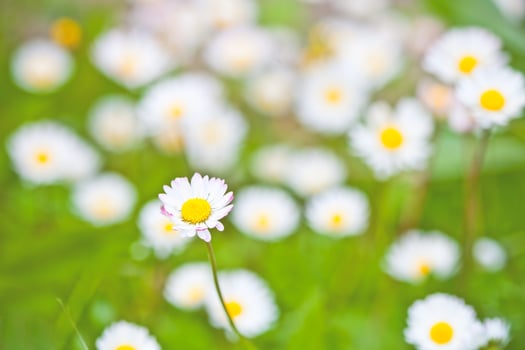 Chamomile flowers field background. photo