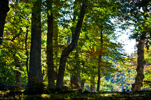 Autumn italian forest. photo