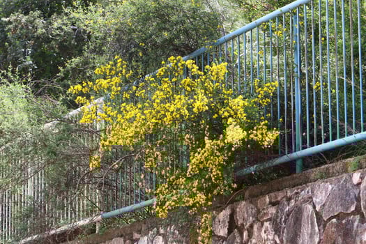 Green plants and flowers grow along the high fence photo
