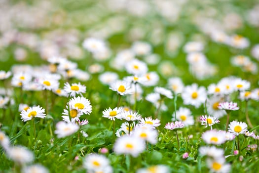 Chamomile flowers spring field. photo