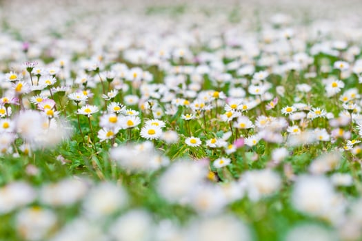 Chamomile flowers spring field. photo